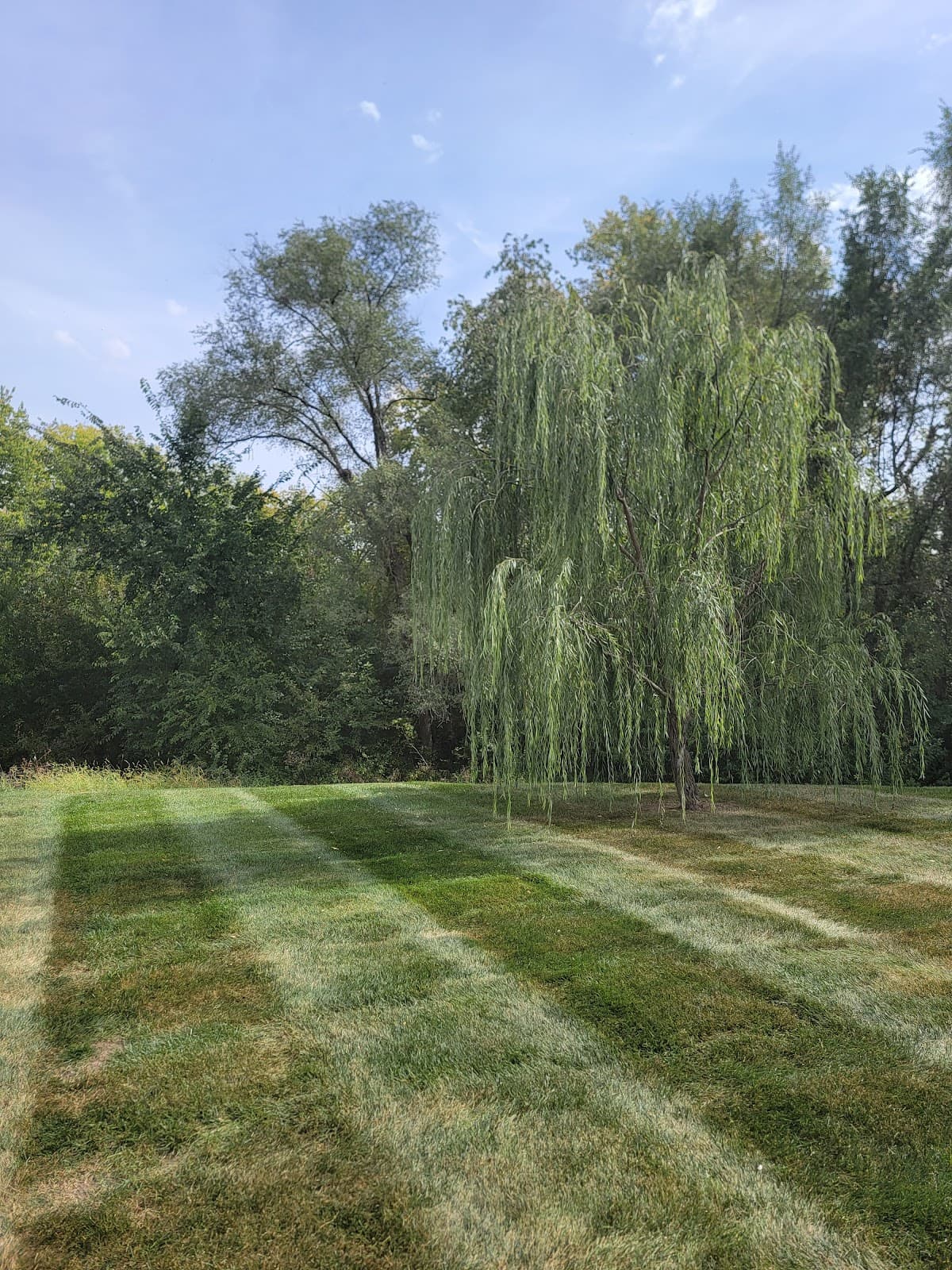 Lawn mowed by Venn Lawn Solutions (#11)