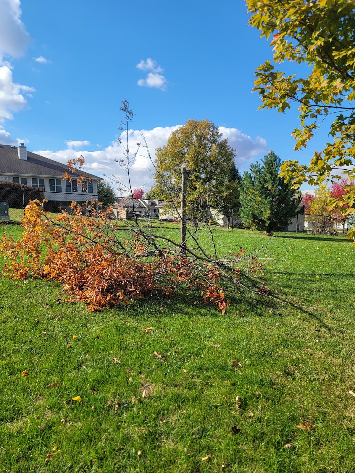 Lawn mowed by Venn Lawn Solutions (#15)